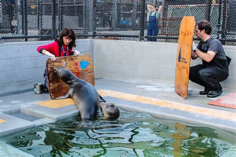 The Marine Mammal Center Ongoing Adult Volunteer Opportunities