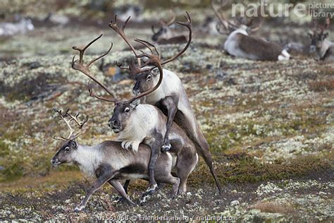 Nature Picture Library Wild Reindeer Raner Tarandus Pair Mating With Another Male