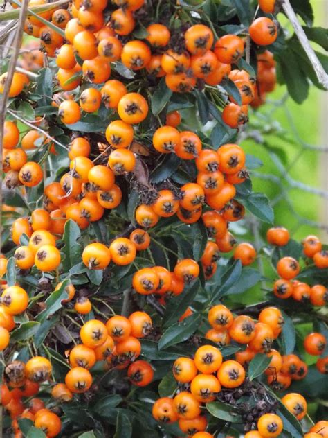 Shrub With Orange Berries In Fall