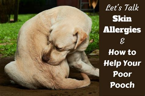 Understanding Dog Skin Allergies Remedies Treatment And Skin Care