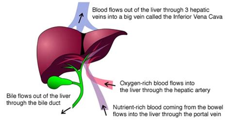 Veins are blood vessels that return blood back to the heart; Liver | General Knowledge | Simply Knowledge