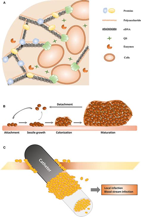 Frontiers Promising Therapeutic Strategies Against Microbial Biofilm