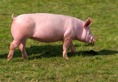 Best Pig Side View Stock Photos Pictures And Royalty Free Images Istock