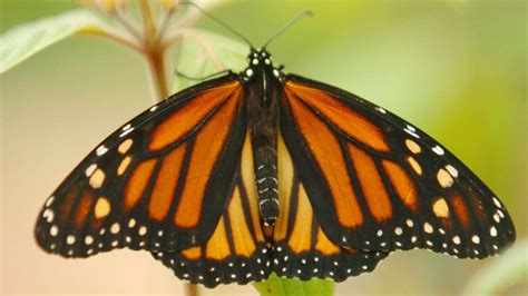 From middle english buterflie, butturflye, boterflye, from old english butorflēoge, buttorflēoge, buterflēoge (from butere (butter)), equivalent to butter +‎ fly. California's Monarch Butterflies Critically Low for 2nd Year - NBC Bay Area