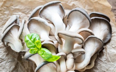 Incredible Oyster Mushroom Benefits For Immune Health FreshCap Mushrooms