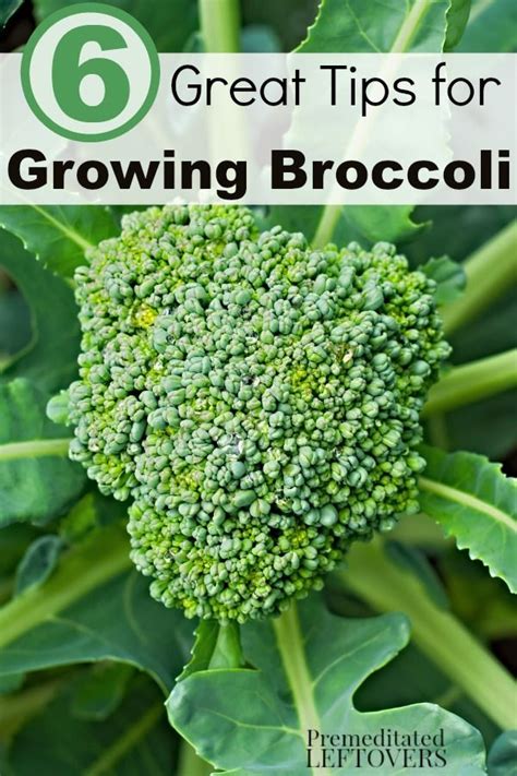 6 Great Tips For Growing Broccoli Broccoli Plant Growing Broccoli