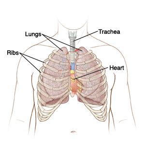 The anterior, lateral, and posterior lung surfaces lie adjacent to the ribs and are thus often referred to as the costal surface. Chest Pain, Uncertain Cause