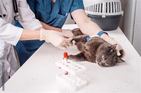 Veterinary Blood Test Cat In Vetrinary Fotos De Archivo E Imágenes
