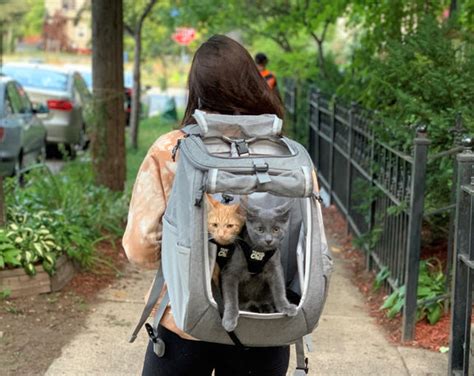 Cat Backpack That Fits 2 Cats Or Lots Of Kittens The Fat Cat By You