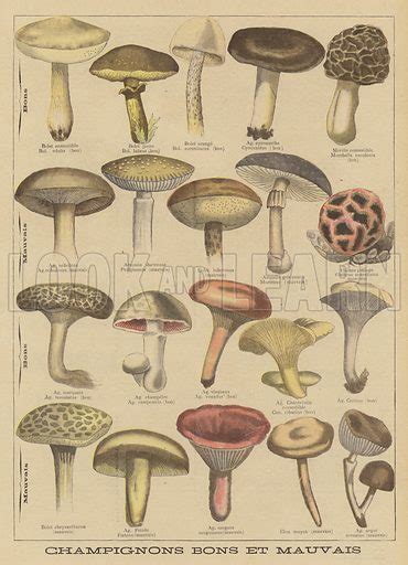 Edible And Poisonous Mushrooms Stock Image Look And Learn