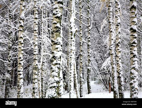 Birch Trees Snow Hi Res Stock Photography And Images Alamy
