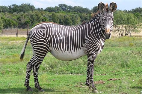 Grevys Zebra Facts Habitat Diet Life Cycle Pictures