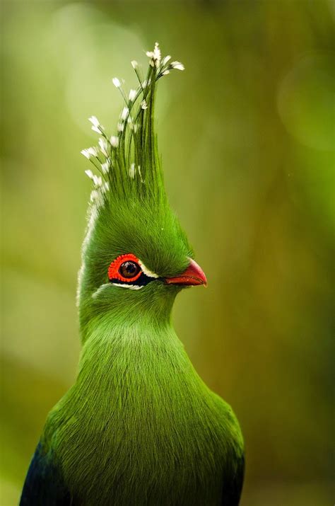 Exotic Birds Of Unprecedented Beauty Photos 0