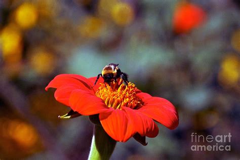 Mexican Sunflower Open House Party Time Photograph By Byron Varvarigos