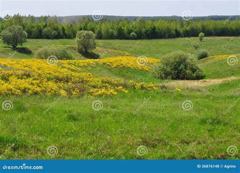 Meadow With Yellow Flowers Stock Photo Image Of Green 36876148