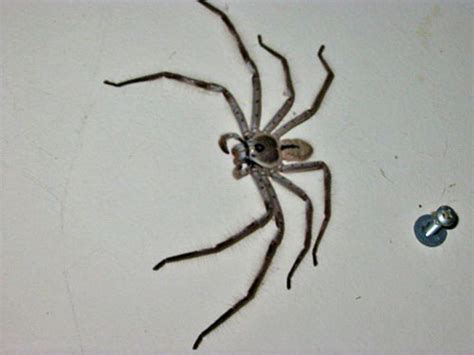 Huge Spider Hides Behind Clock Bro J Simpson
