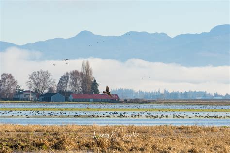 Birding In Skagit Valley Visit Skagit Valley North Cascades