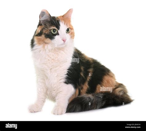 Tricolor Cat In Front Of White Background Stock Photo Alamy