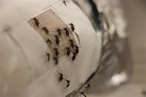 Mosquito Incognito Could Graphene Lined Clothing Help Prevent Mosquito