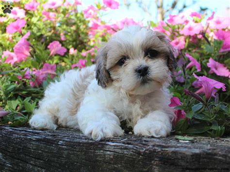 Teddy Bear Puppies For Sale Greenfield Puppies