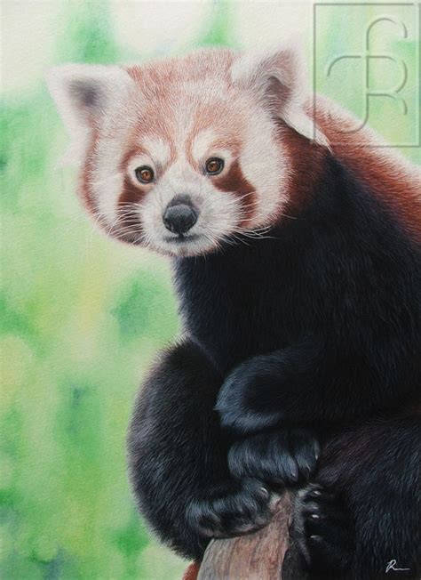 Wildartcapture Julia Ruffles Finished Red Panda Painting