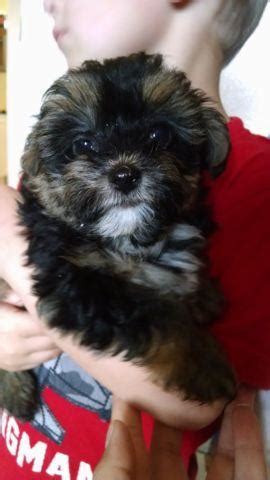 Toy aussie pups born october 17th. Tiny yorkie poo puppies for Sale in Oregon City, Oregon ...