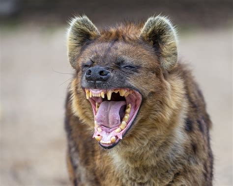 African Wild Dog African Safari Brown Hyena Striped Hyena Laughing