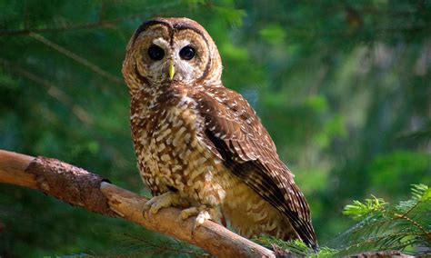 Acoustic Monitoring Shows Need For California Spotted Owl