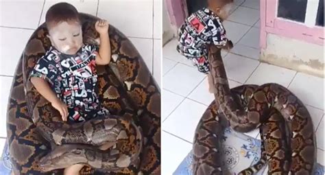 Toddler On Giant Python In Indonesia Caught On Video