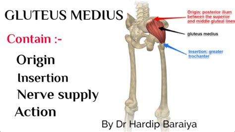 Gluteus Medius Muscle Origin Insertion Nerve Supply And Action Youtube