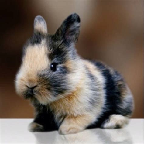 17 Best Images About Fluffy Bunny On Pinterest A Bunny Too Cute And