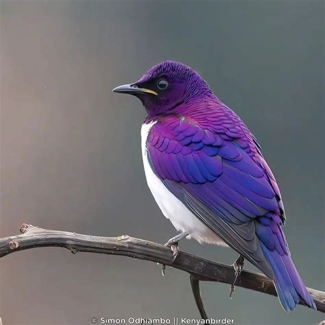 Dancing With Colors The Violet Backed Starling Bird Is As Faithful As