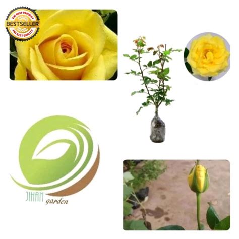 Jual Bibit Bunga Mawar Kuning Di Lapak Jihan Garden Bukalapak
