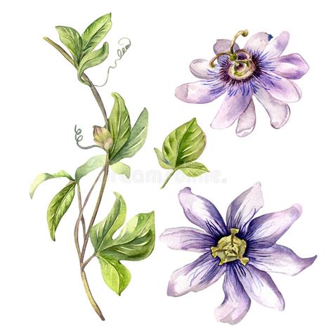 Passion Flower Plant Watercolor Illustration Isolated On White Stock