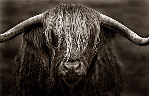 Highland Cow By Paul Anthony Wilson Digital Photographer Highland