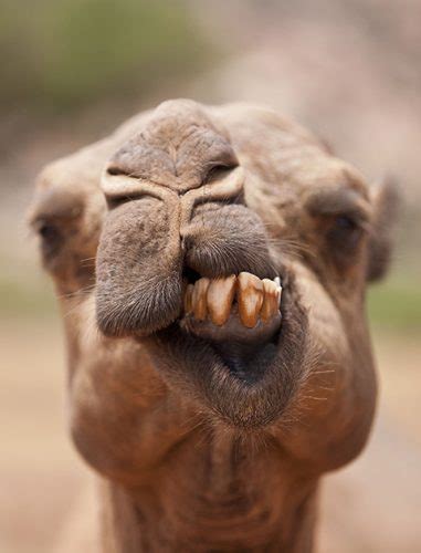 16 Adorable Animals Pulling Funny Faces