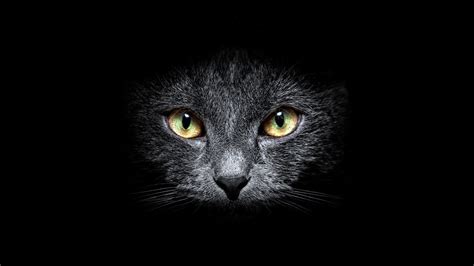 Black Cat Eyes Wallpaper 69 Images