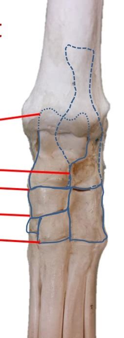 Anatomy Joints Of The Tarsus L8 Diagram Quizlet