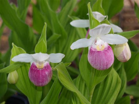 Lady Slippers In Bloom Knechts Nurseries And Landscaping