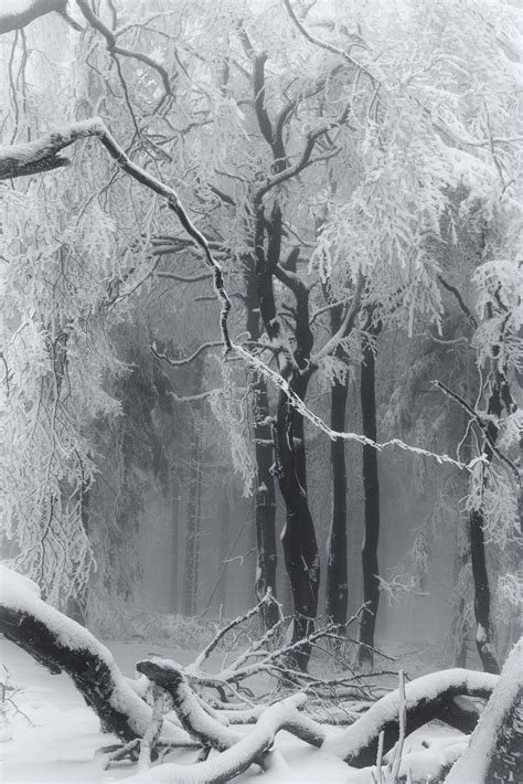 Winter Szenen Winter Love Winter Magic Winter Forest Winter Is