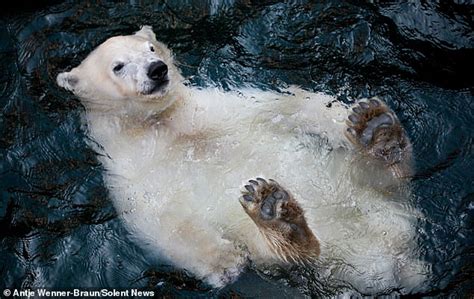 Very Chilled Smiling Polar Bear Lazily Floats Belly Up In A Pool Of