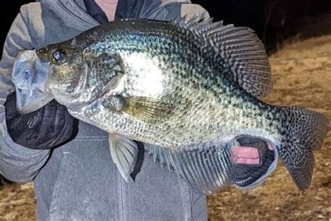 Wardens Seize Anglers Giant Crappie Revoke State Record Field And Stream