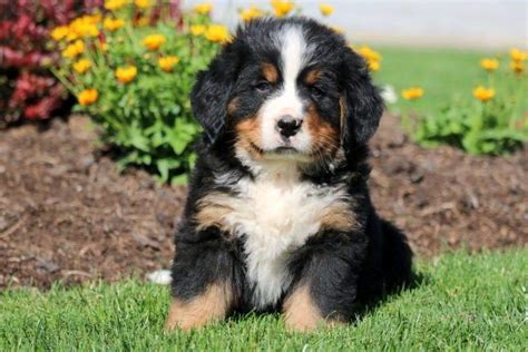 The bernese mountain dog is one of the four varieties of mountain dogs of switzerland. Champ | Bernese Mountain Dog Puppy For Sale | Keystone Puppies
