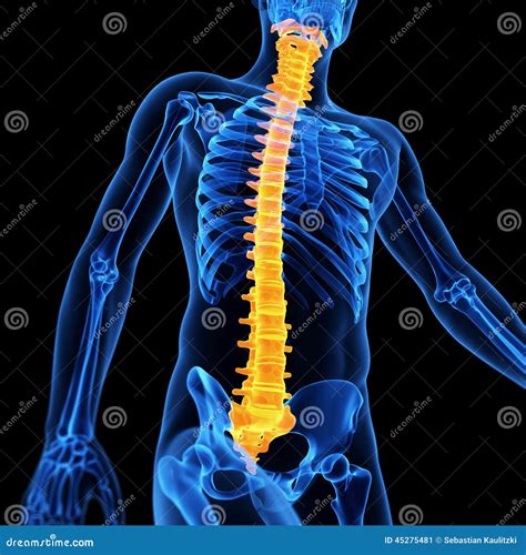 The Male Spine Stock Illustration Illustration Of Anatomical 45275481
