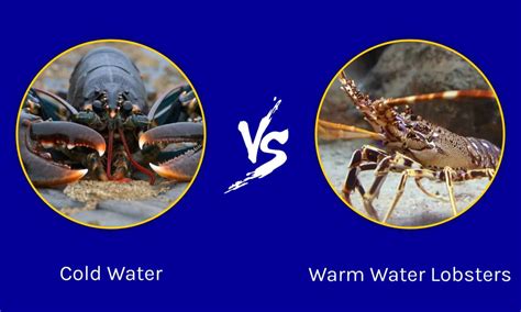 Cold Water Vs Warm Water Lobsters Whats The Difference A Z Animals