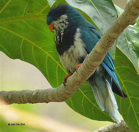 Ultramarine Lorikeet Animals Funny Birds Polynesia