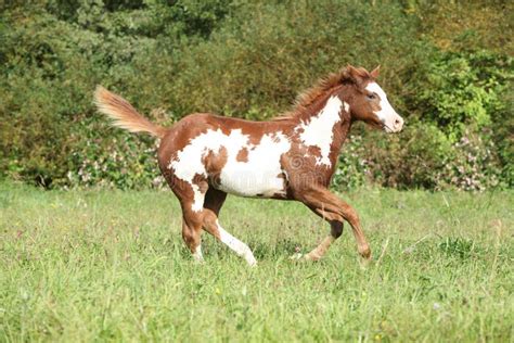 Nice Paint Horse Foal Running In Autumn Stock Image Image Of Colt