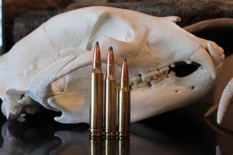 11 Best Deer Hunting Calibers Big Game Hunting Blog