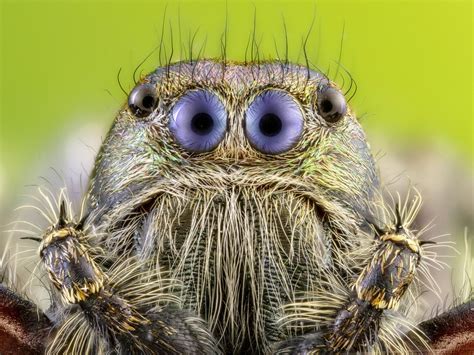 Extreme close up photo shows face of a spider as you've never seen it ...
