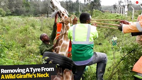 dangerous rescue mission to remove a tyre stuck around a giraffe s neck youtube